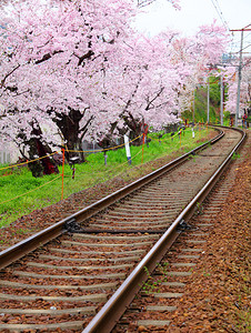 樱花与铁路图片