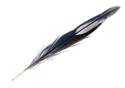 孤立在白色背景上的深蓝色鹦鹉羽毛背景图片