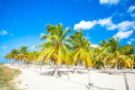 热带沙滩上的棕榈树林图片