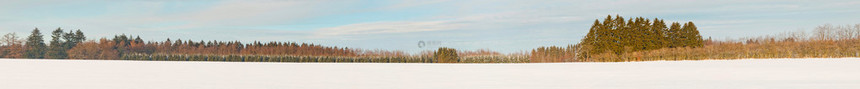 冬季雪景与松树全景拍摄图片