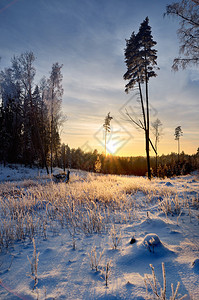 落雪在日落的冬天森林里图片