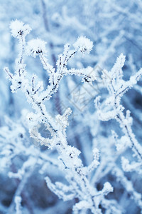 冰冻的冬季植物图片
