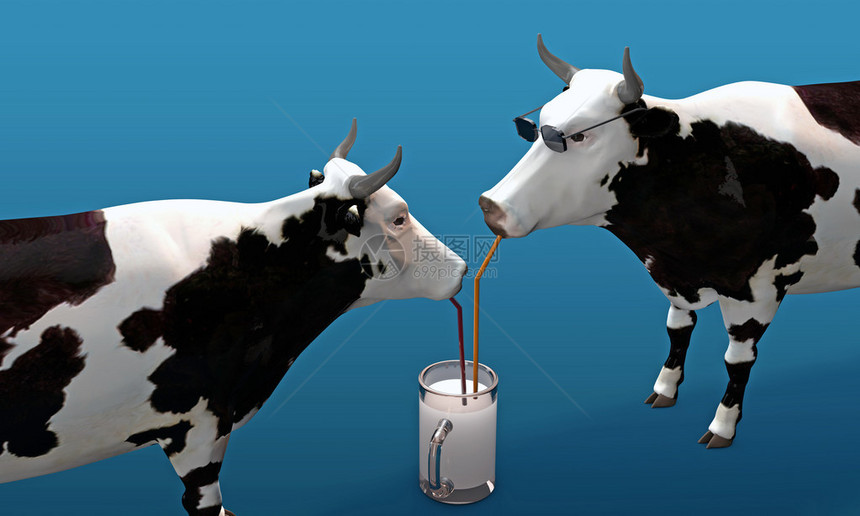 奶牛喝奶隔离在蓝色背景图片