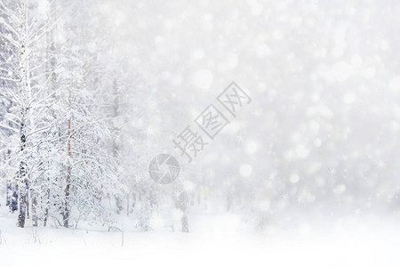 模糊的圣诞节背景雪中的树木图片