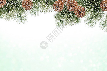 白雪覆盖的圣诞树的枝松果图片