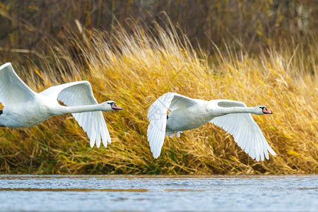 阳光明媚的白天鹅在蓝湖水上天鹅在池塘背景图片