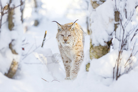 欧洲的Lynx猫在雪中行走图片