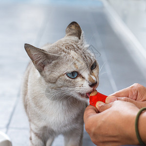 喂食流浪猫图片