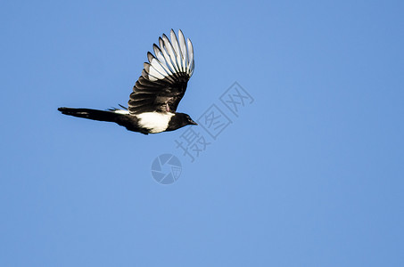 蓝天飞翔的黑嘴鹊图片
