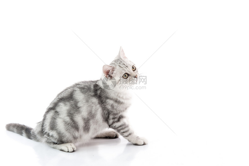 坐在白色背景的美短毛小猫与右侧图片