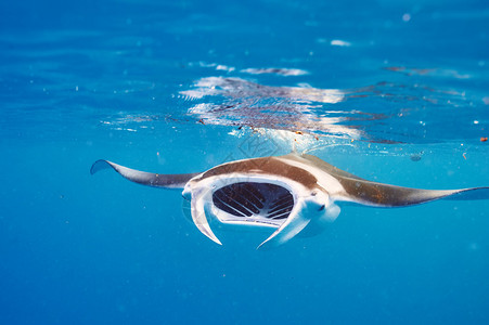 浮游生物在水下漂图片