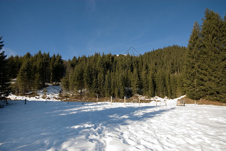 高山森林冬季场景奥地利图片