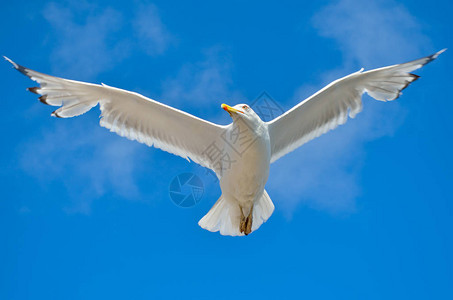 白鸥在蓝天上飞翔图片