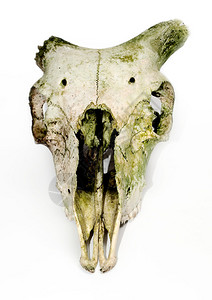 白色背景下断角的旧动物头骨图片