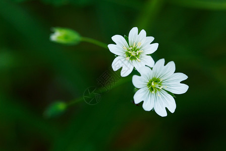 两朵小野白花图片