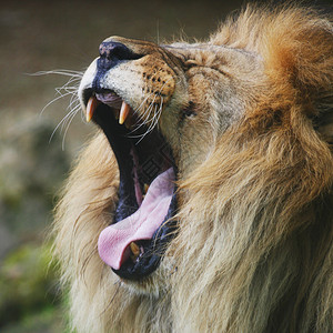 狮子的咆哮图片