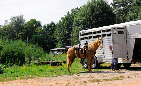 一匹马被他的拖车拴住了等着去兜风图片