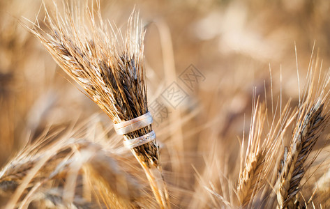 婚环和小麦图片