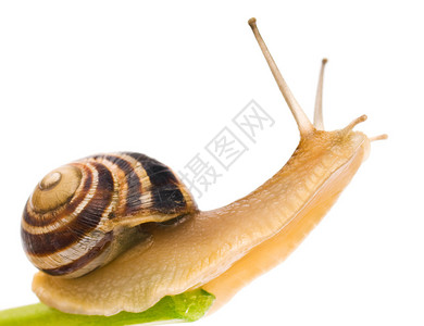 大花园蜗牛孤立背景图片