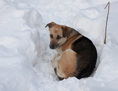 雪地里眼睛悲伤的流浪狗背景图片