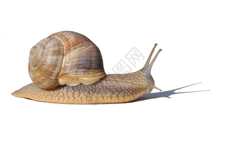白色背景上的一只精致的勃艮第蜗牛图片