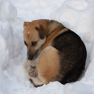 雪地里眼睛悲伤的流浪狗背景图片
