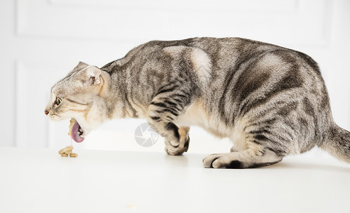 生病的猫呕吐食物图片