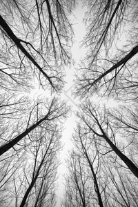 森林树木的黑白图片图片