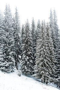 树林覆盖着山上积雪的松树林图片
