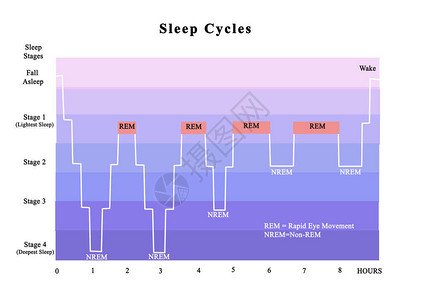 睡眠周期REM图片