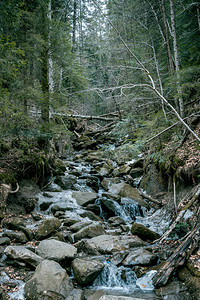 喀尔巴阡山脉森林中的瀑布图片