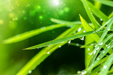 在雨季竹叶上的水图片