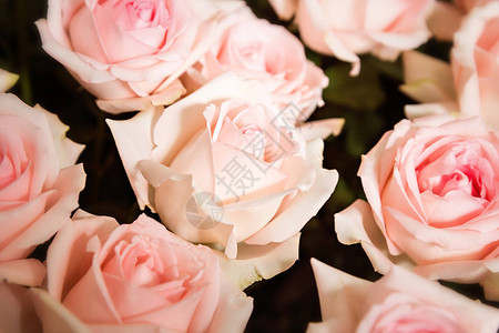 明亮的粉红玫瑰背图片