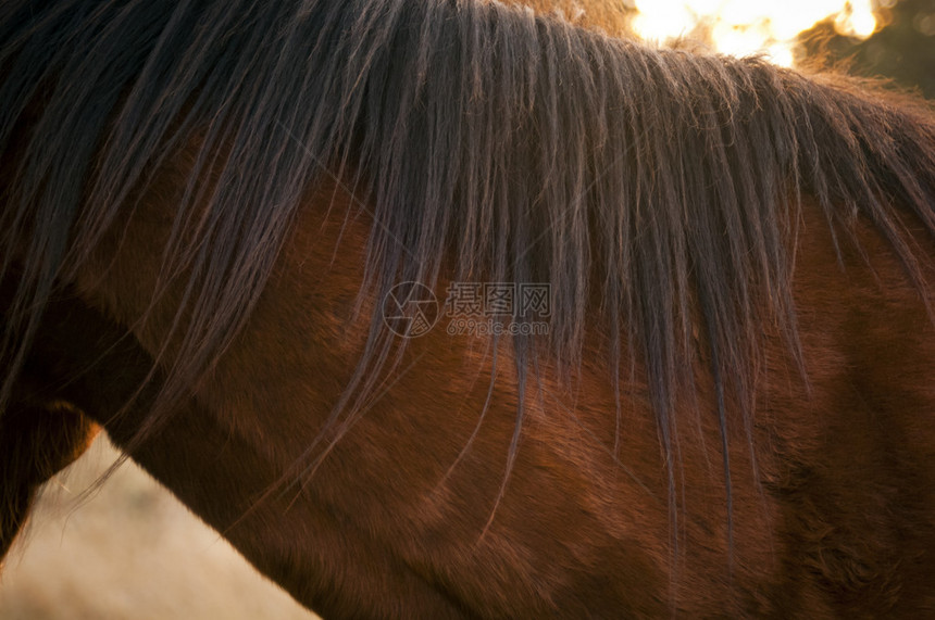 一匹马鬃毛的细节在下午光的图片