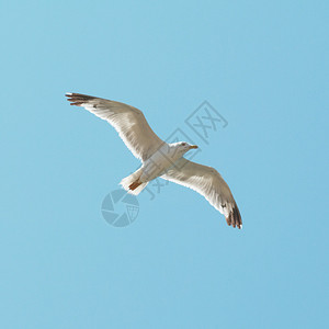 在蓝天背景上飞翔的海鸥图片