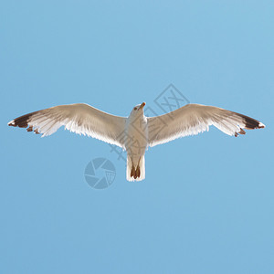 在蓝天背景上飞翔的海鸥图片