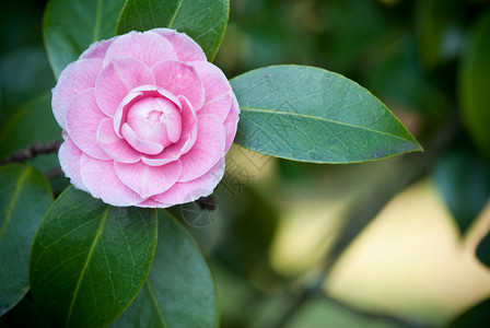 树上的日本山茶花图片