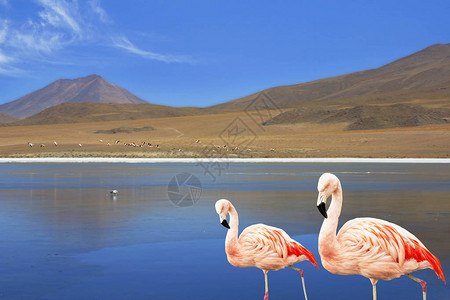 玻利维亚南美湖中图片