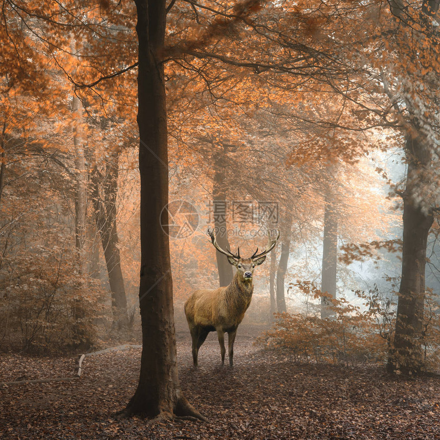 红鹿在雾秋多彩森林景观图像中悬浮不绝的红图片