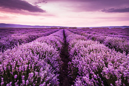 夏日夕阳紫色下盛开的薰衣草田图片