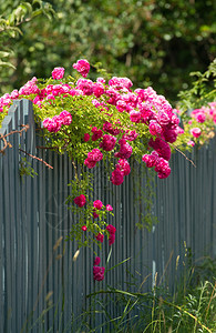 爬上木栅栏的粉红玫瑰图片