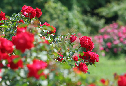 花园玫瑰特写图片
