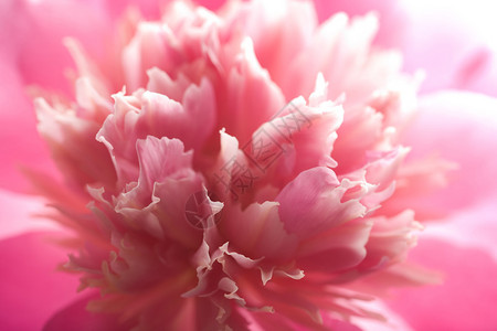 抽象的粉红色牡丹花图片
