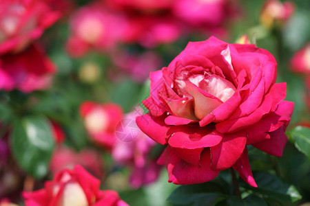 粉红色花园玫瑰的特写镜头图片