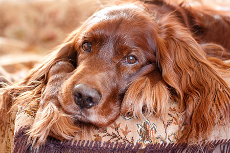 红色爱尔兰塞特犬肖像图片