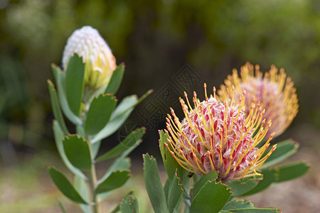 在南非开普敦Kirstenbosch植物园的Pr图片