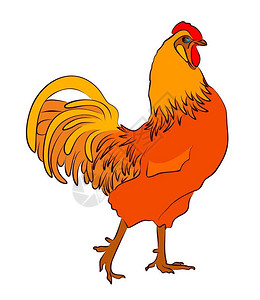 一只大红公鸡的素描图片