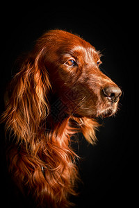 红黑食狗犬背景图片