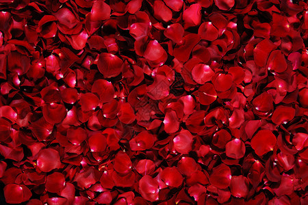 红玫瑰花瓣的高清图片