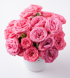 白色背景的明亮粉红玫瑰新鲜花图片
